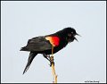 _0SB6582 red-winged blackbird